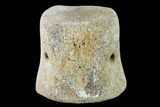 Fossil Whale Caudal Vertebra - Yorktown Formation #137604-1